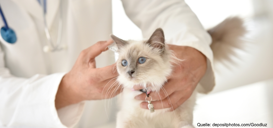 Ist eine Tierkrankenversicherung sinnvoll?